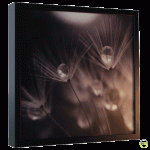 Lichtbild Animation - Black Pusteblume - 37x37 cm